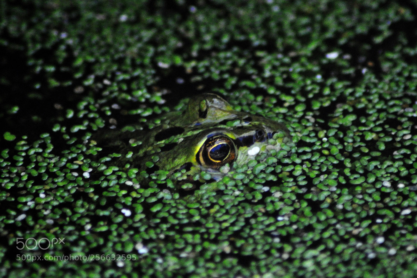 Nikon D90 sample photo. Tvdmh n°9 photography