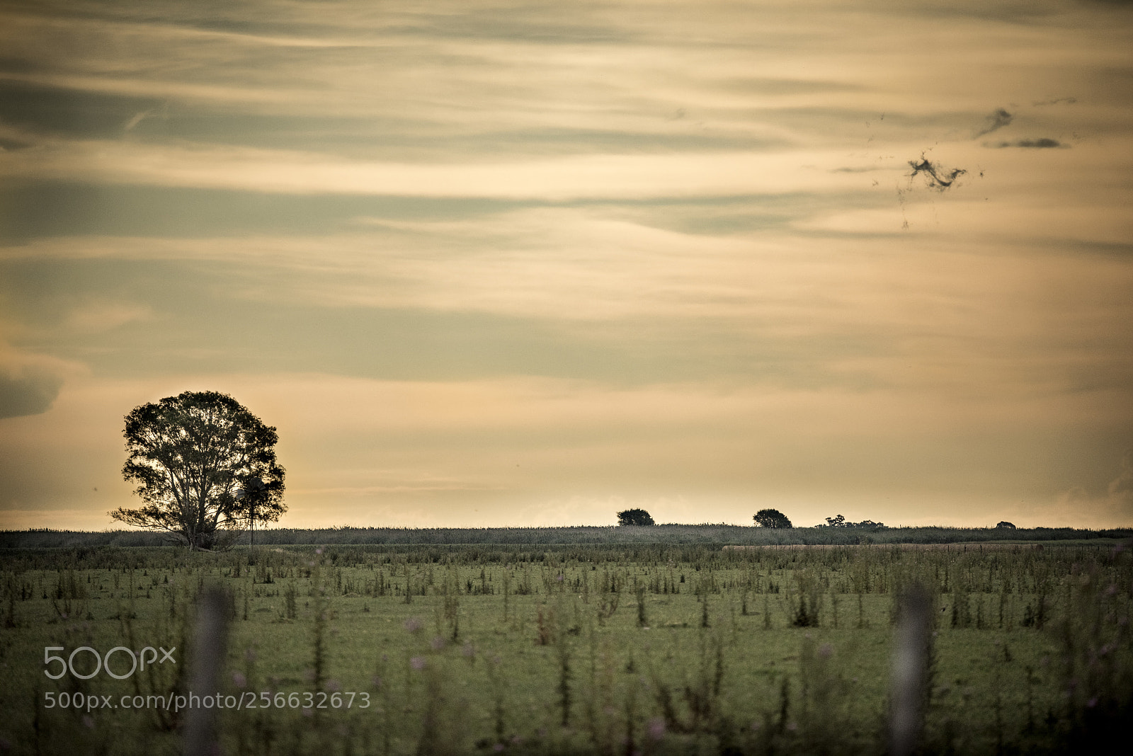 Nikon D810 sample photo. Campo photography
