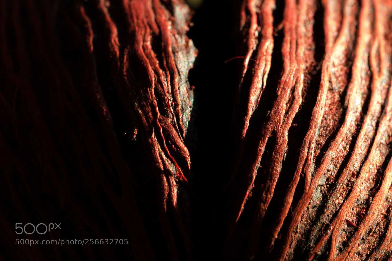Nikon D3300 sample photo. Split bark photography