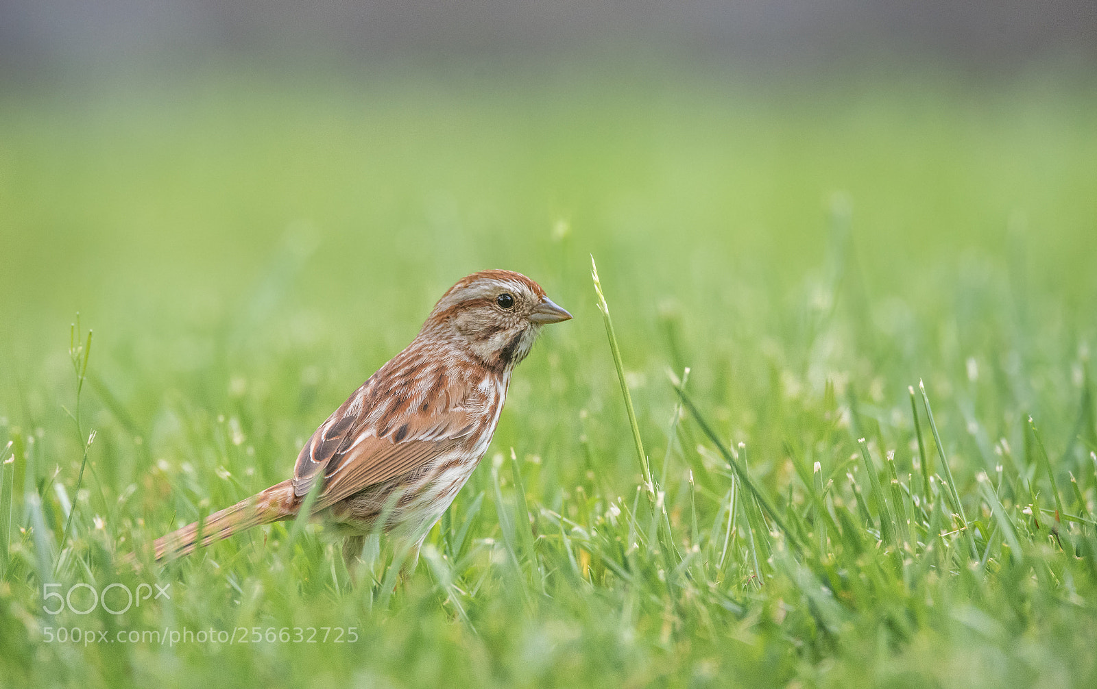 Nikon D750 sample photo. Song sparrow photography