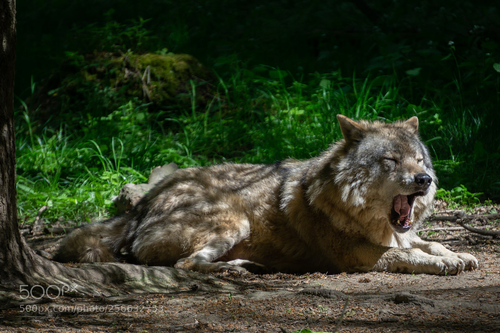 Sony a6000 sample photo. Wolf photography