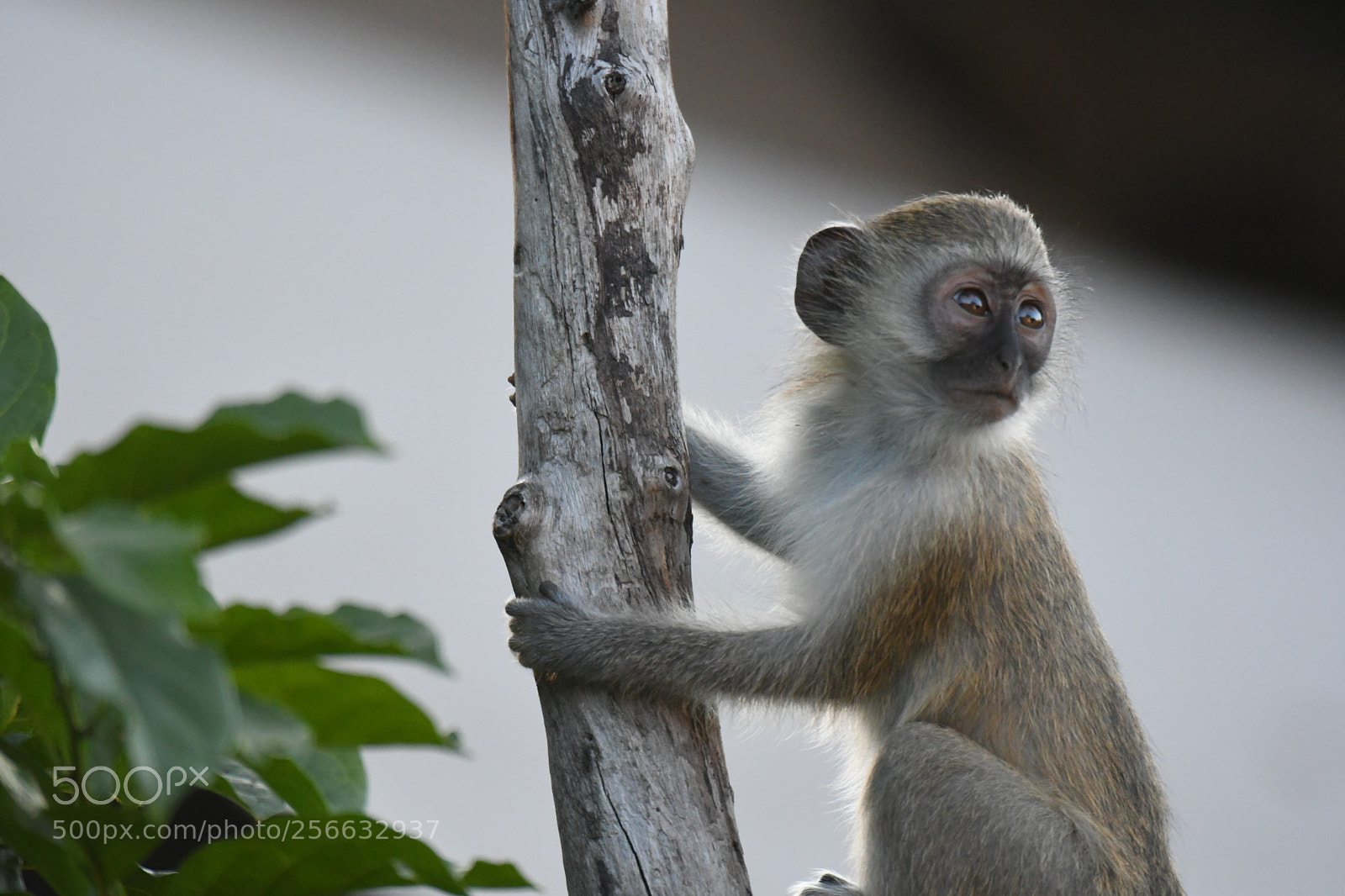 Nikon D500 sample photo. Monkey mischief photography