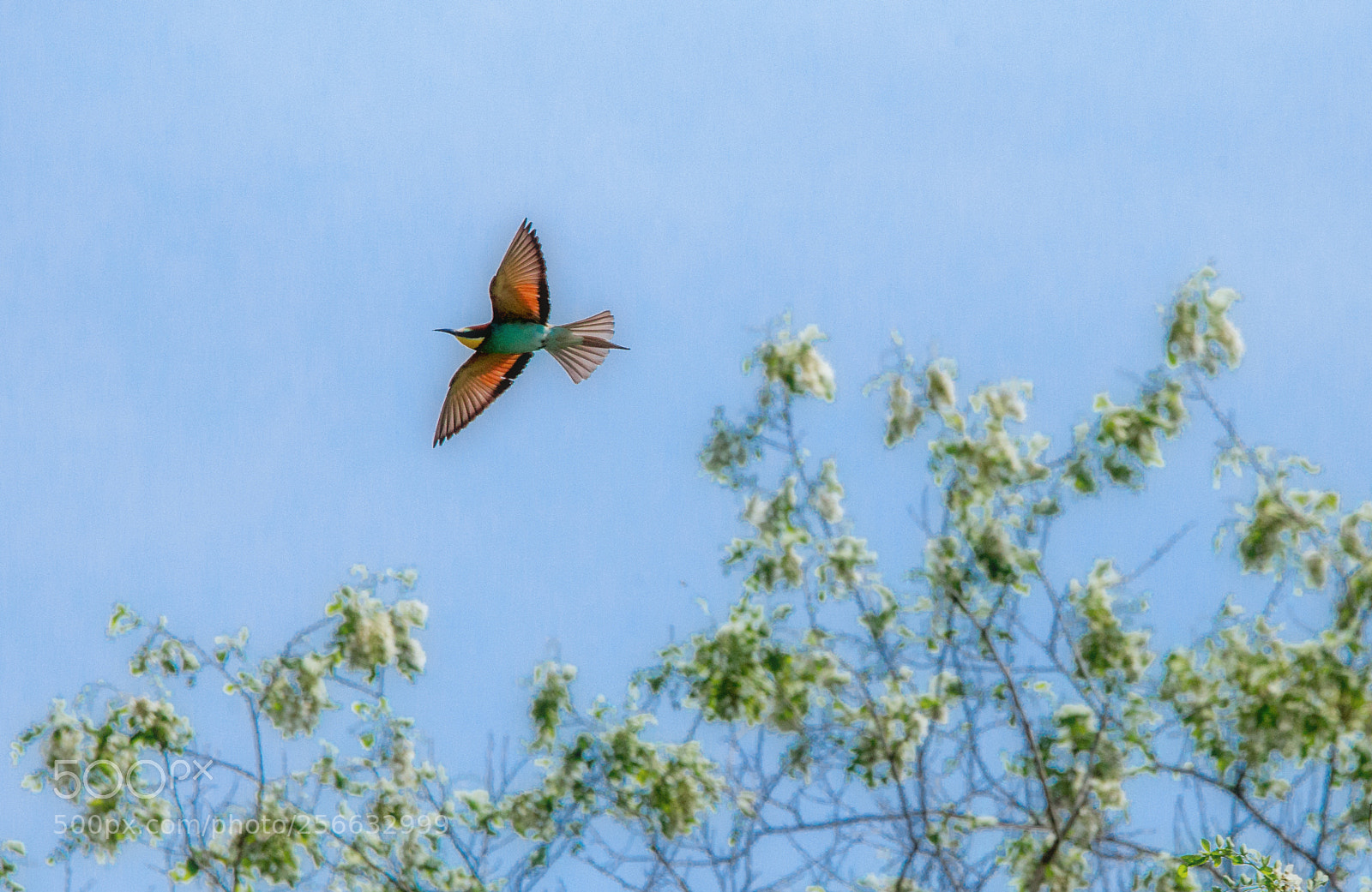 Canon EOS 6D sample photo. Bee eater spreadeagle photography