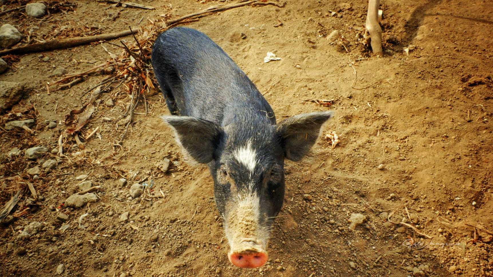 Fujifilm X-A3 sample photo. Black oink photography