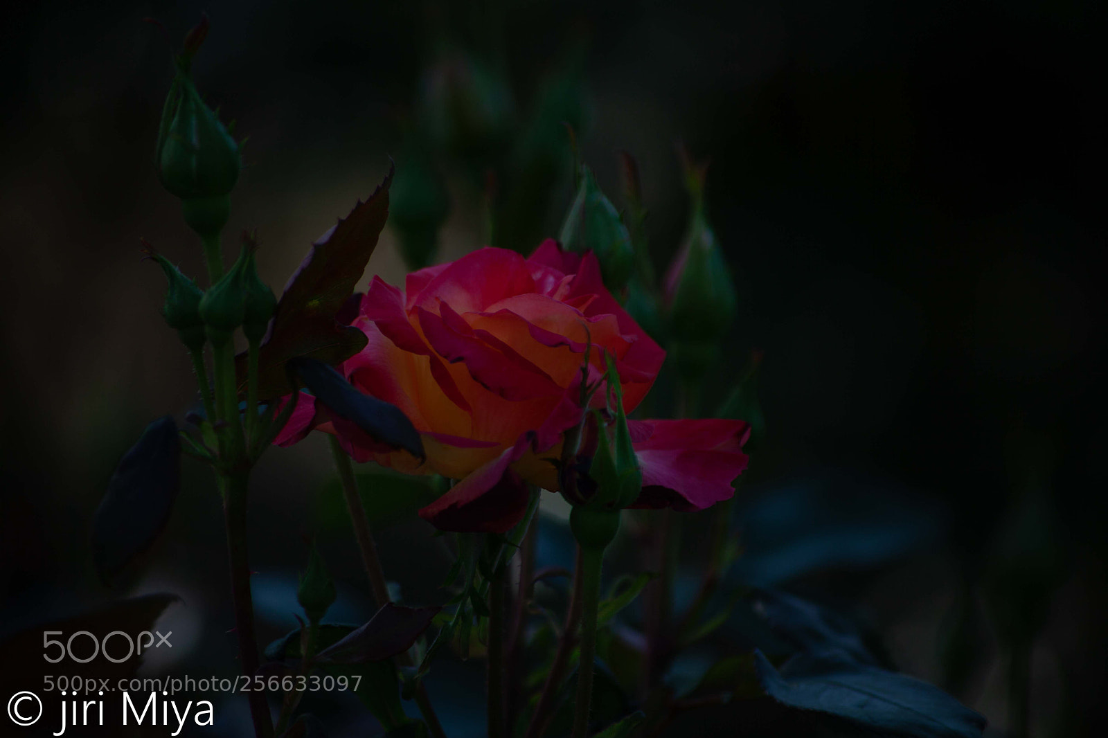 Canon EOS 5D Mark II sample photo. Positive thinking photography
