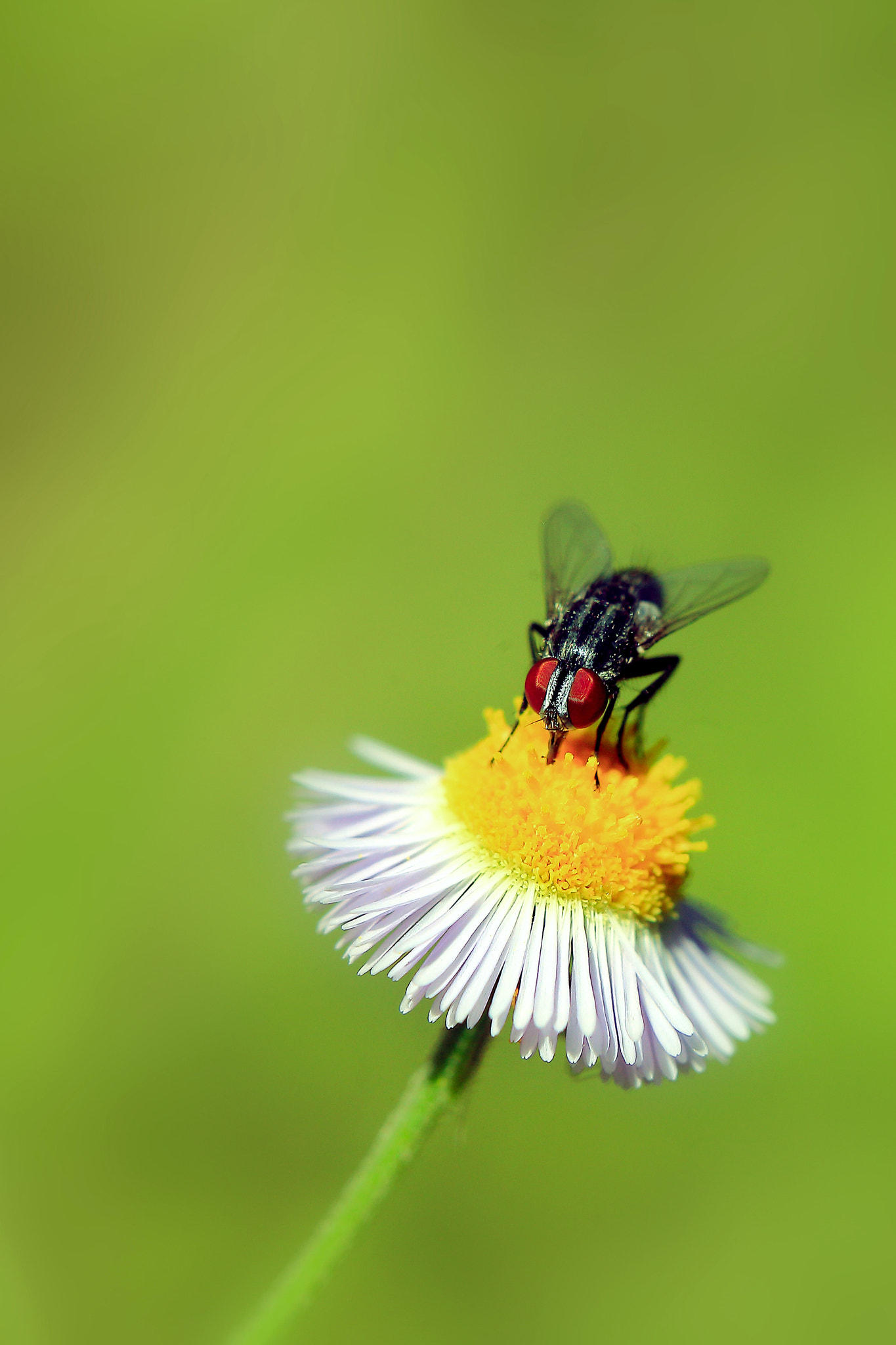 Canon EOS 5D Mark II sample photo. Keen sight photography