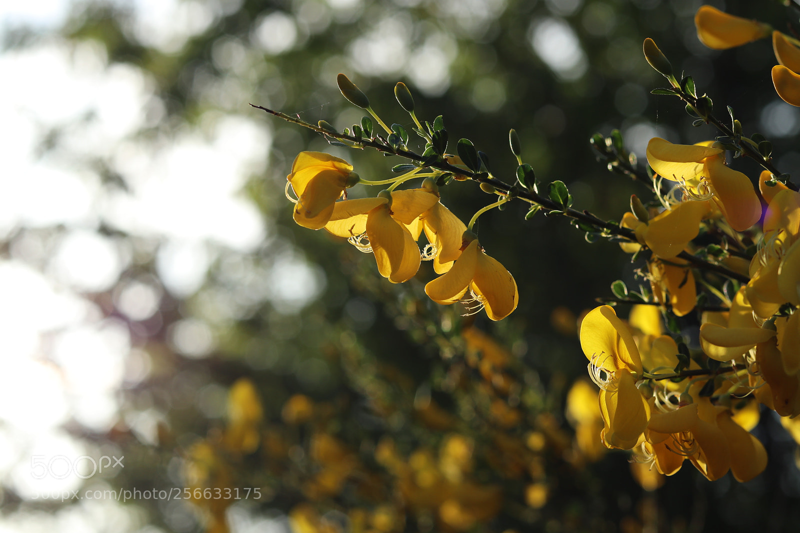 Canon EOS 80D + Canon EF 50mm F1.8 STM sample photo. Ginsterblüte photography