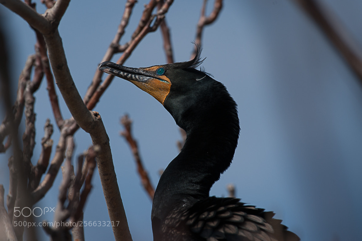 Nikon D700 sample photo. Cormorant photography