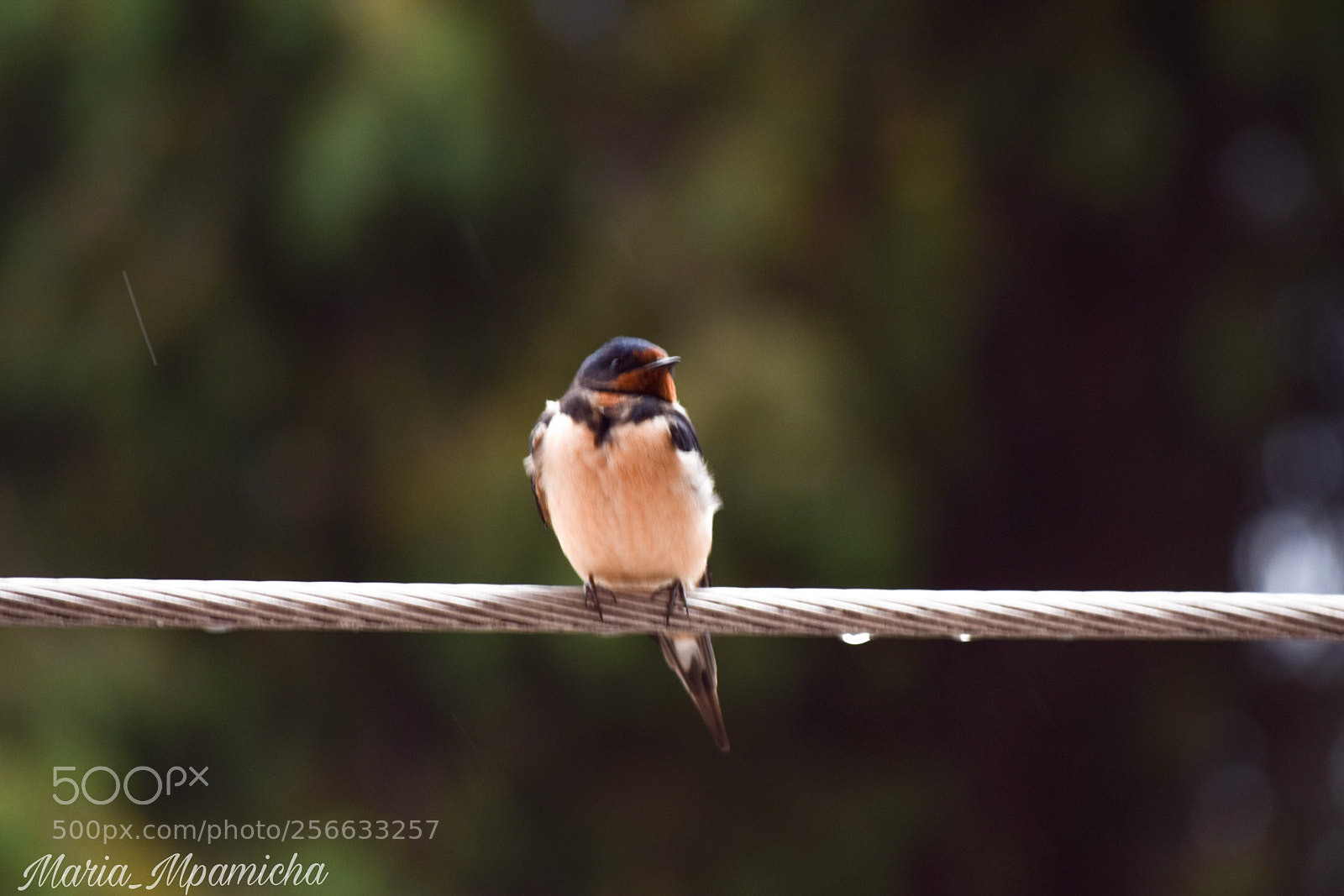 Nikon D3300 sample photo. Hello little sparrow! photography