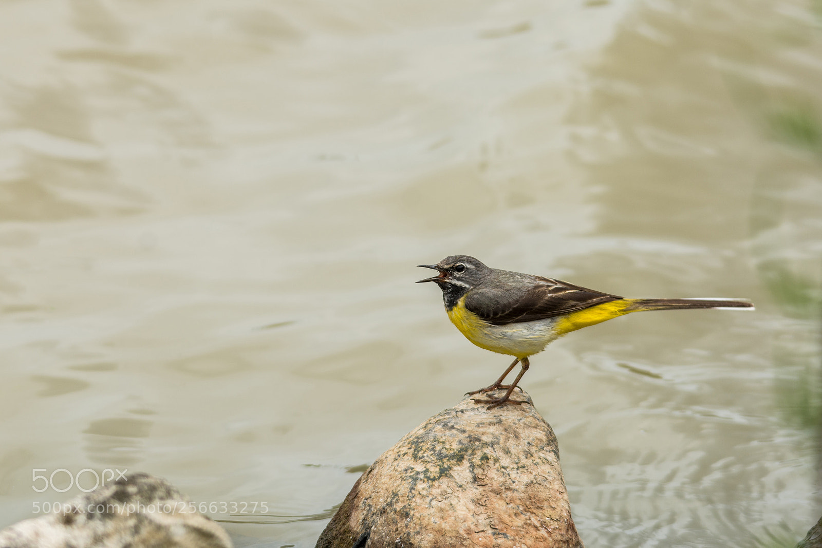 Nikon D7100 sample photo. Grey wagtail photography