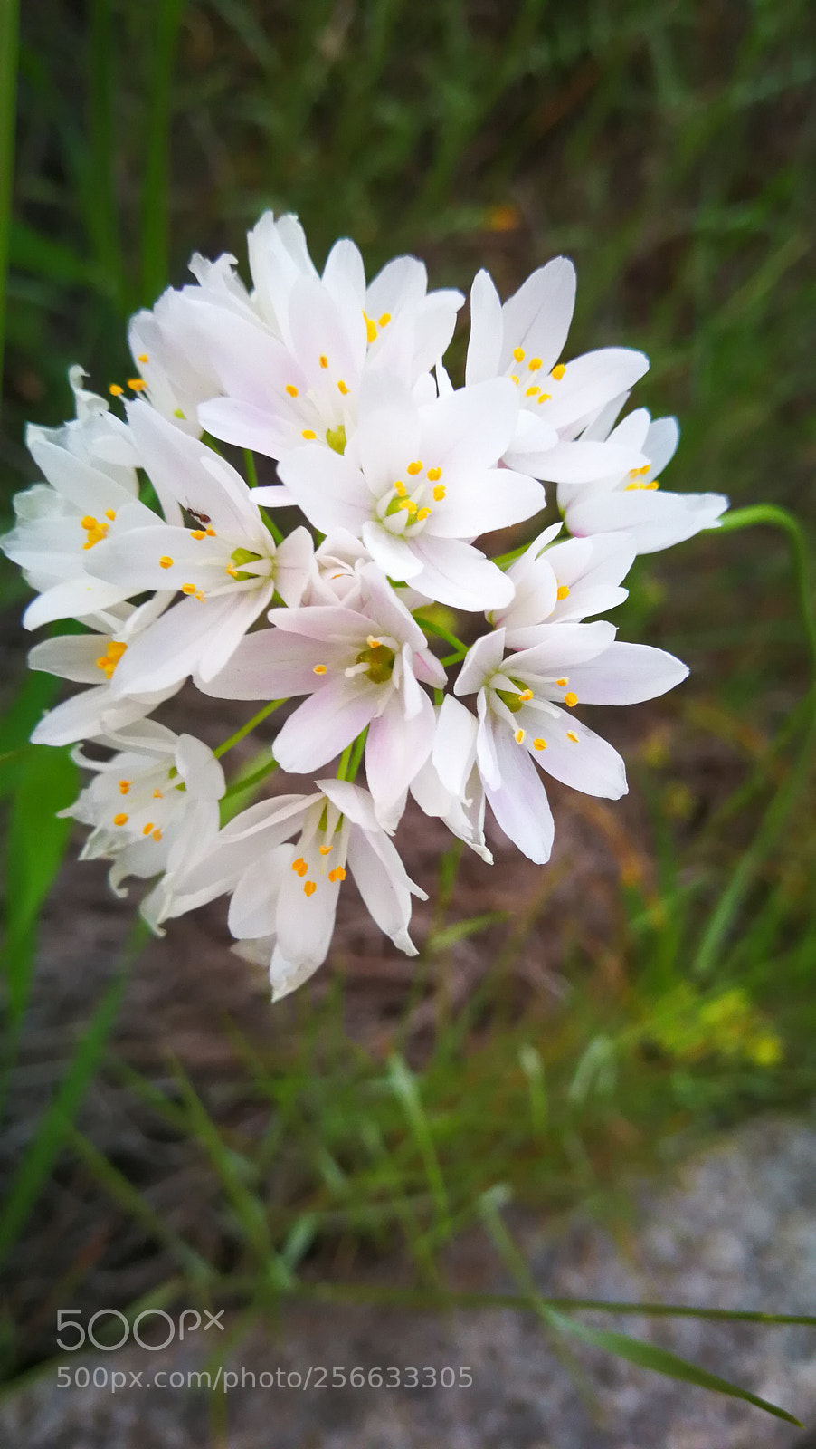 HUAWEI Mate 9 sample photo. Untitled photography