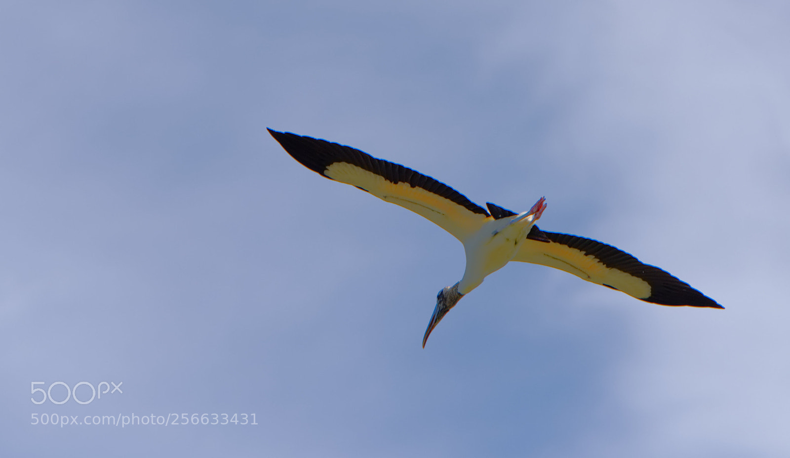 Nikon D810 sample photo. Wood stork photography