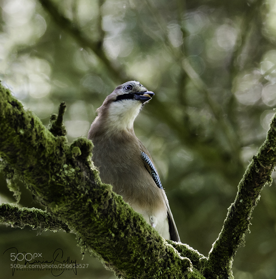 Olympus OM-D E-M1 Mark II sample photo. Jay beauty photography