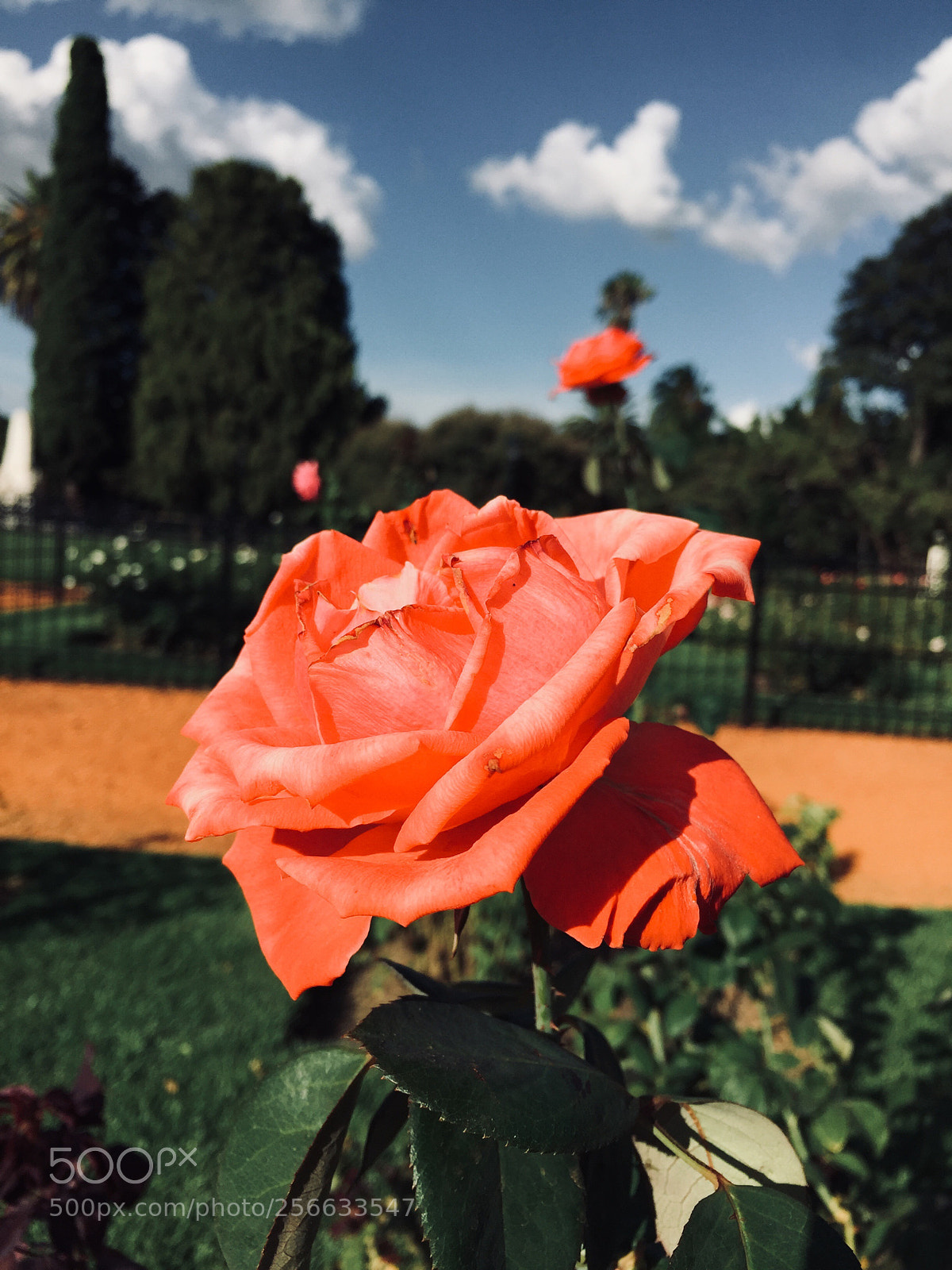 Apple iPhone 6 sample photo. ? photography
