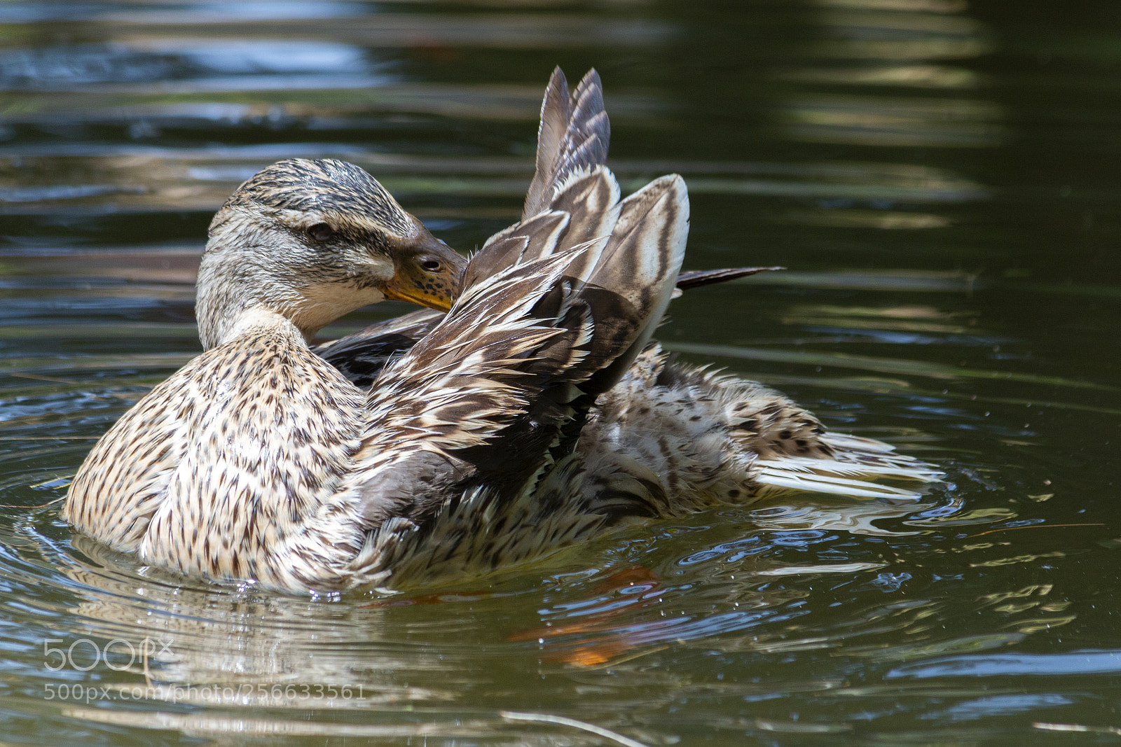 Canon EOS 70D sample photo. Time to take a photography