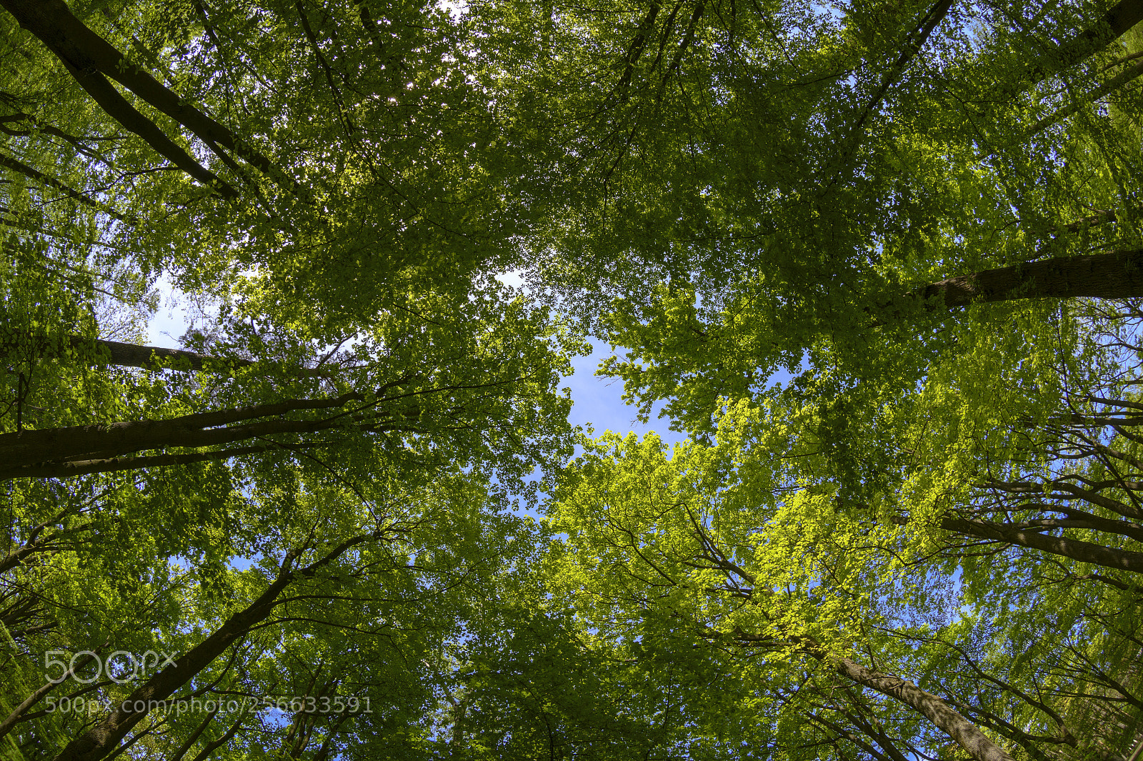 Nikon D850 sample photo. Drzewa photography