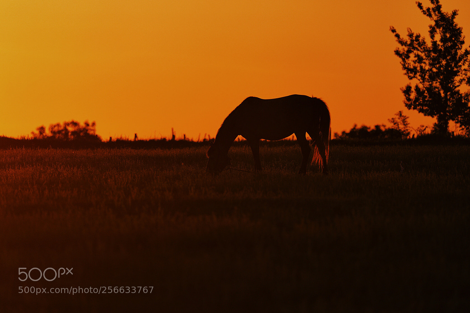 Canon EOS 5D Mark IV sample photo. Untitled photography