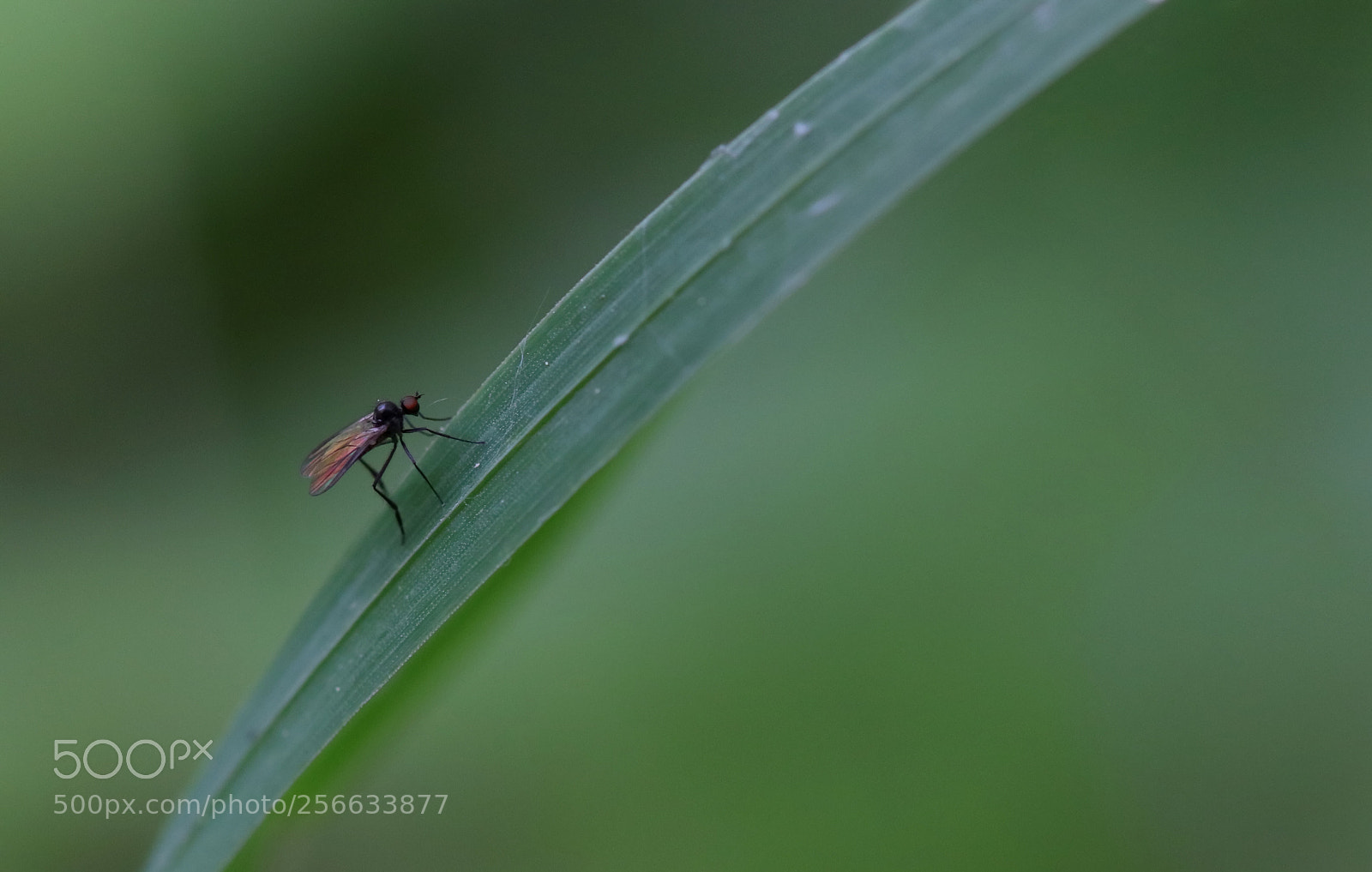 Canon EOS 77D (EOS 9000D / EOS 770D) sample photo. First contact iii photography