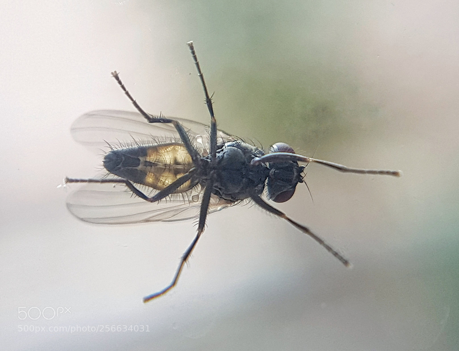 Samsung Galaxy S7 sample photo. Fly / mosca photography