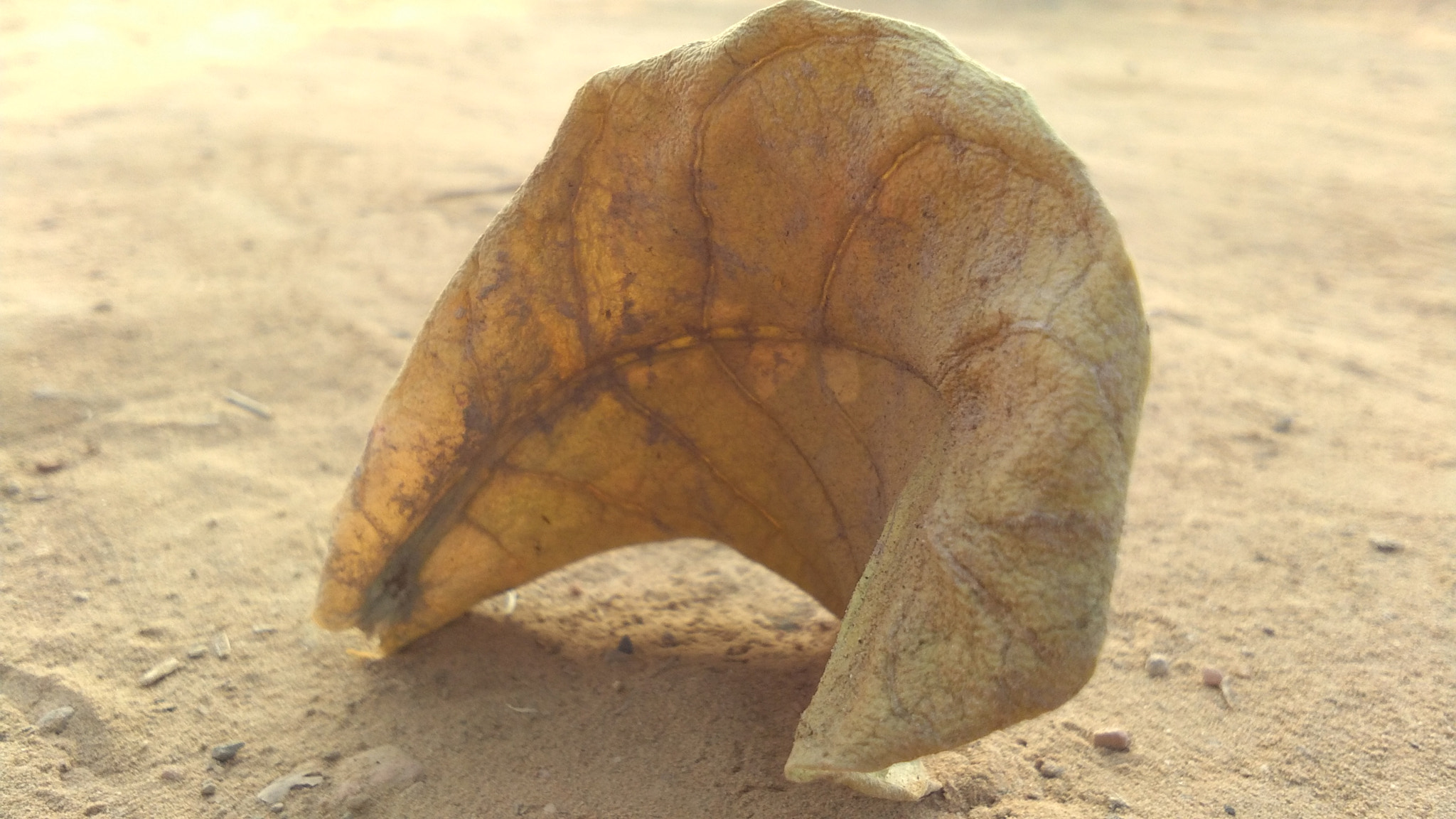 vivo Y55A sample photo