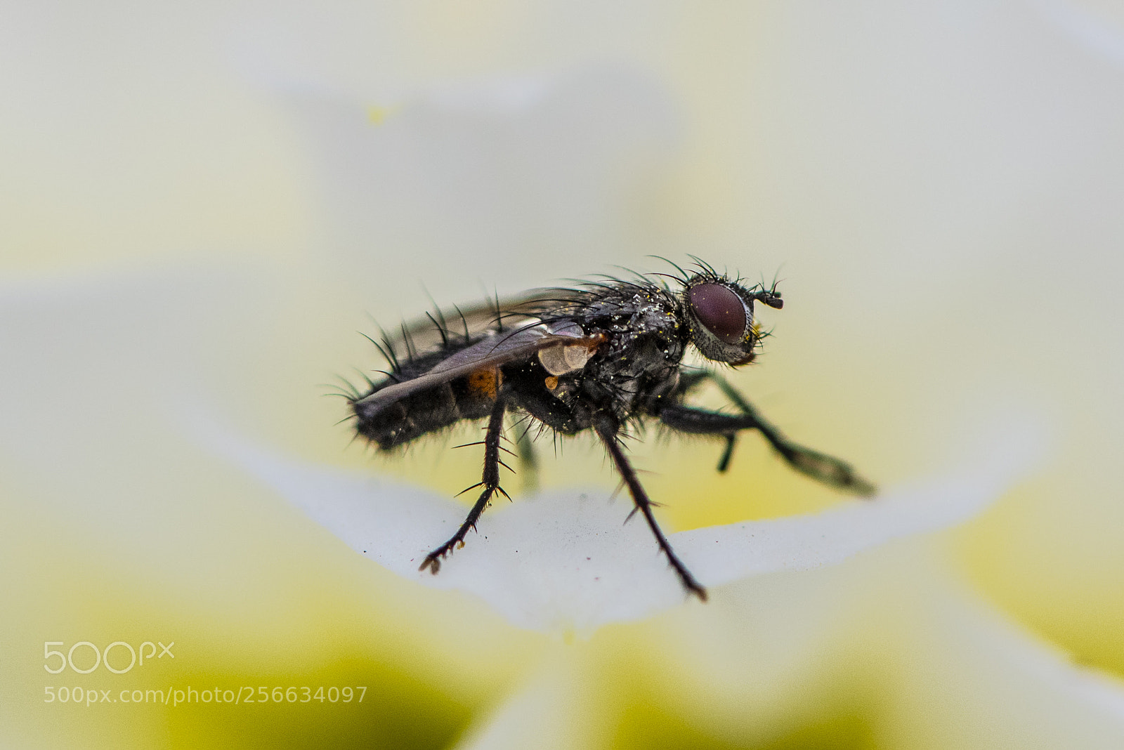 Nikon D750 sample photo. Spring 2018 i photography