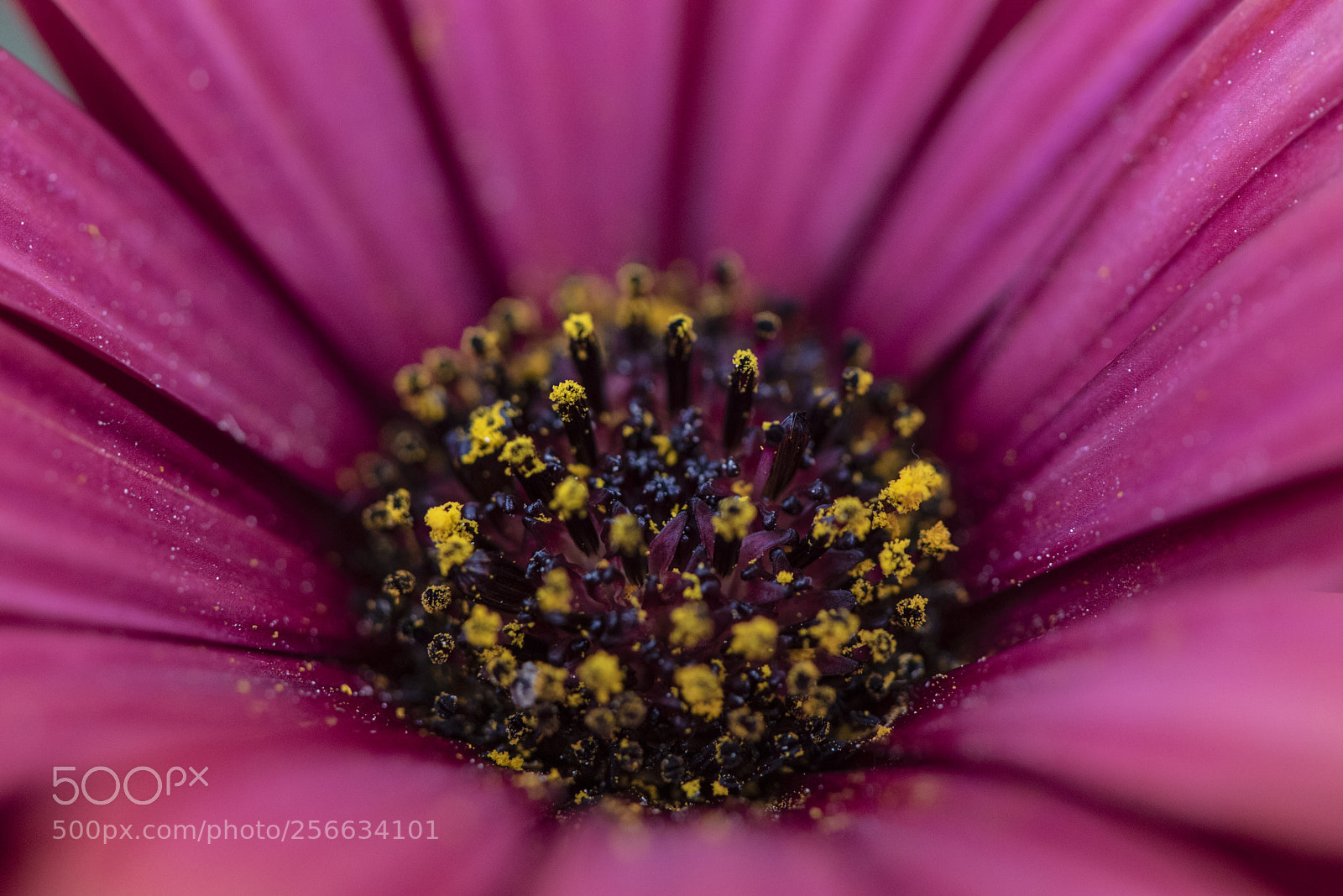 Nikon D750 sample photo. Spring 2018 ii photography