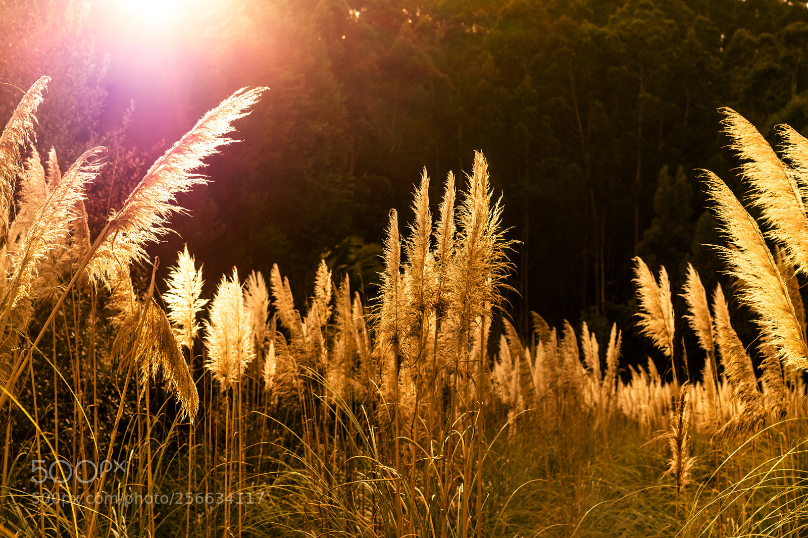 Canon EOS 80D sample photo. Soft photography