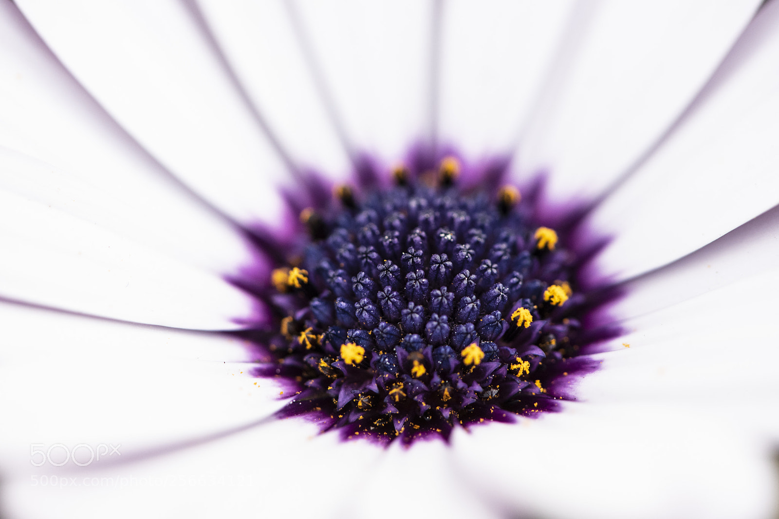 Nikon D750 sample photo. Spring 2018 iii photography