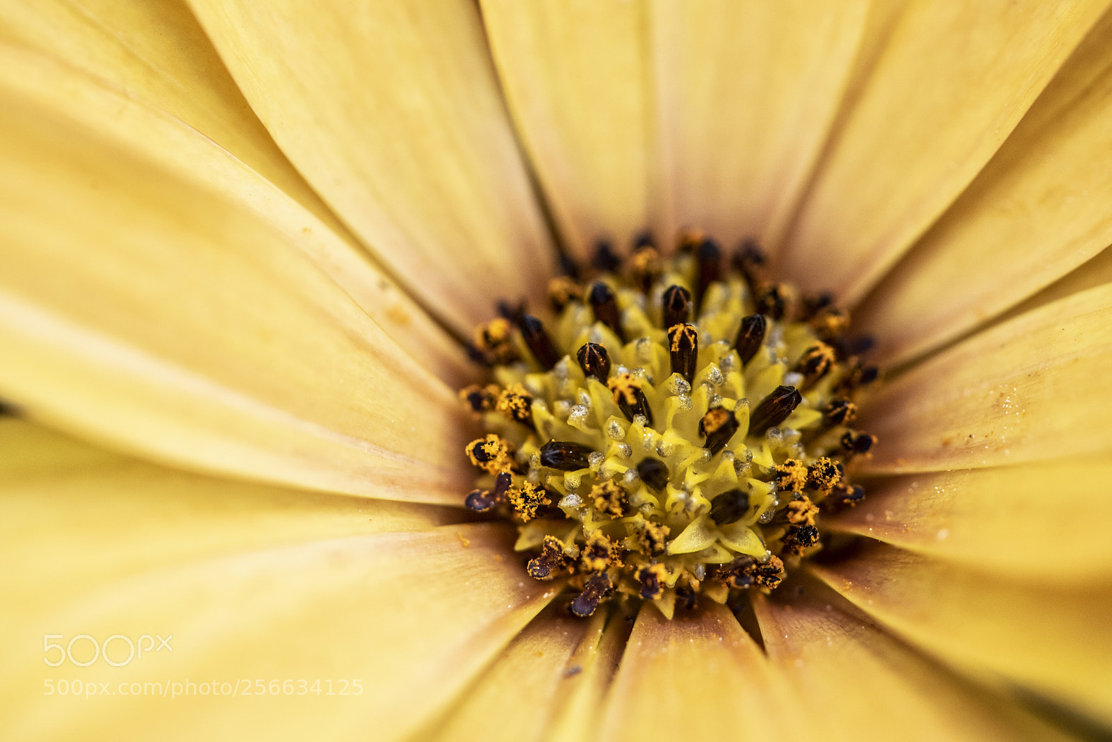 Nikon D750 sample photo. Spring 2018 iv photography