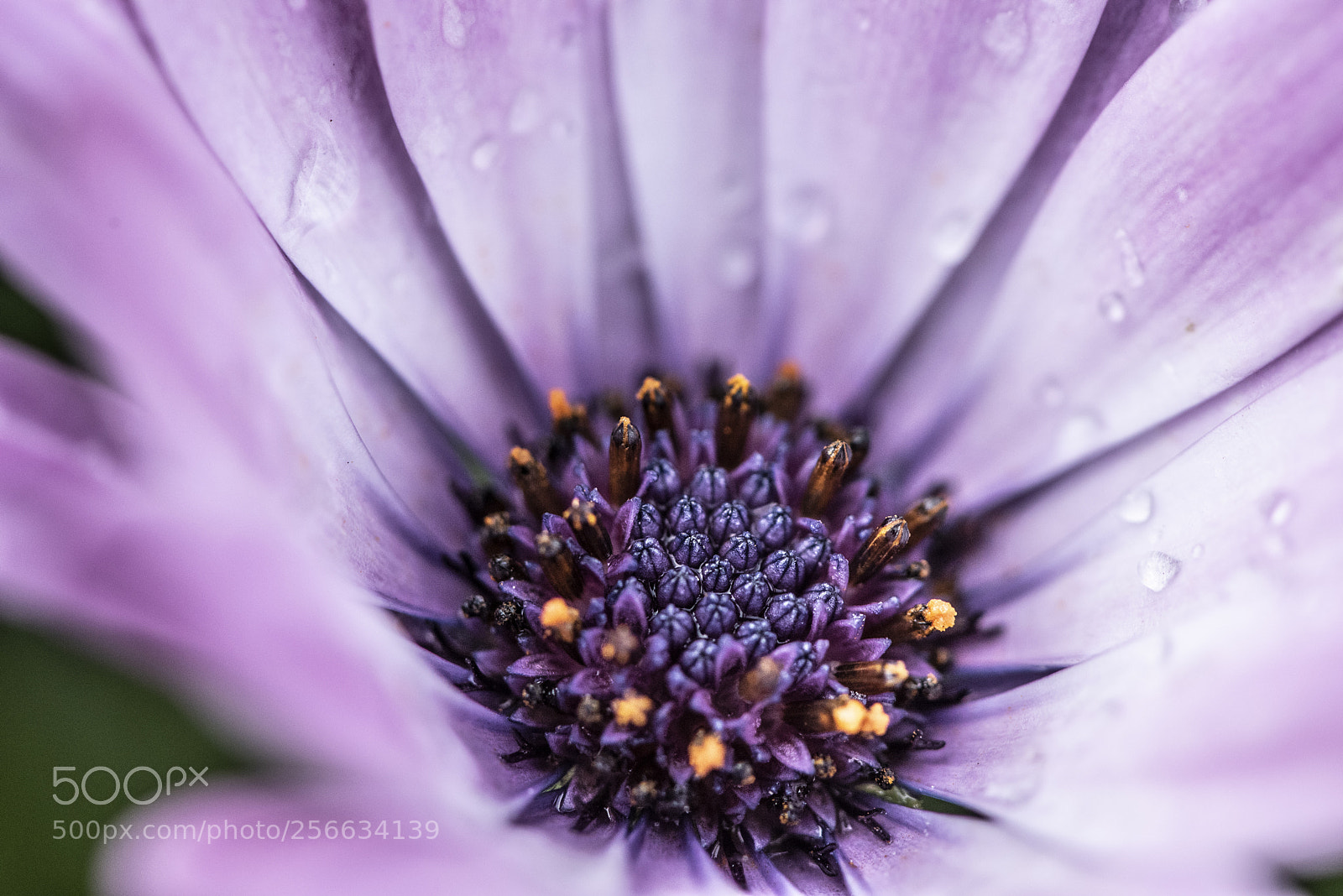 Nikon D750 sample photo. Spring 2018 vi photography