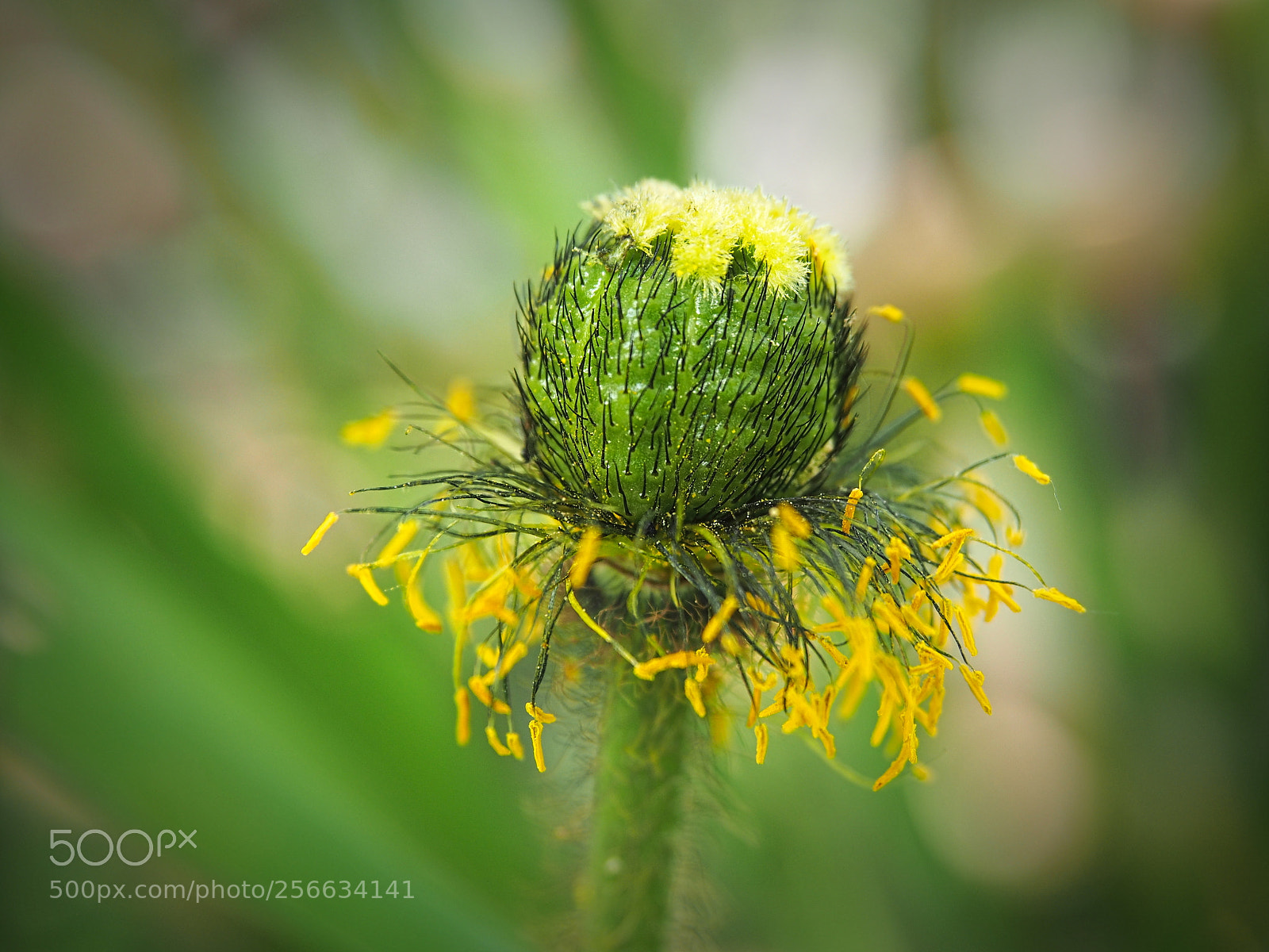 Olympus PEN E-PL5 sample photo. Poppy without leaves photography