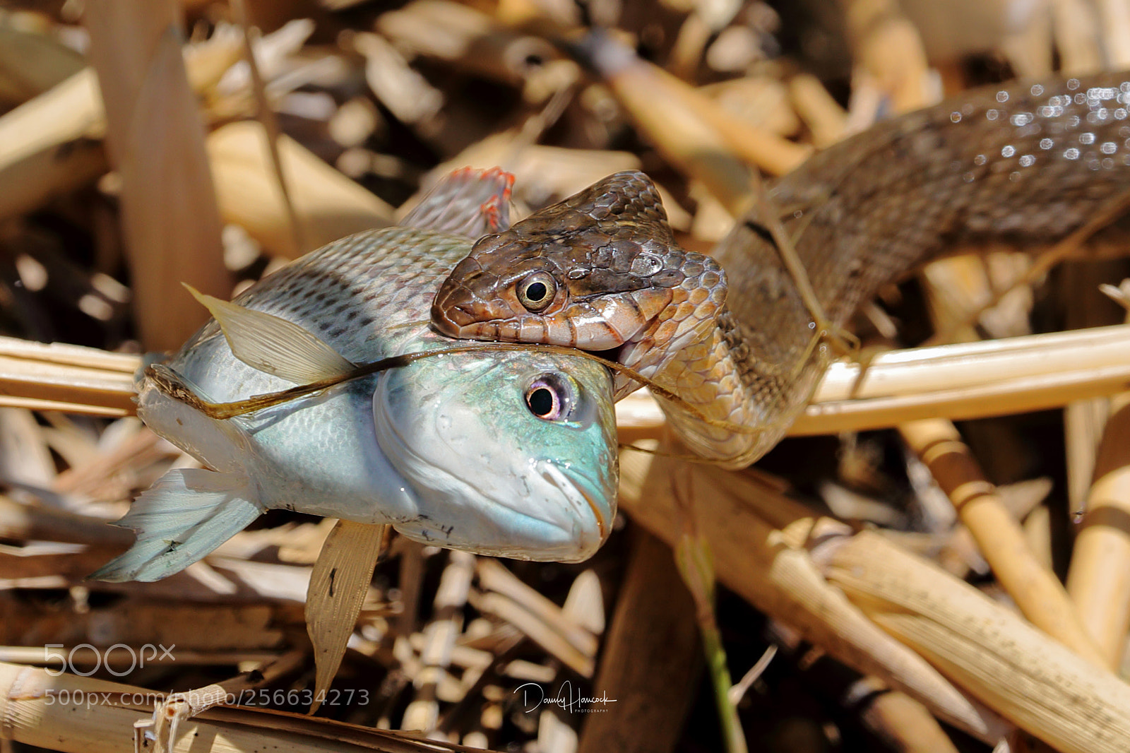 Canon EOS-1D X Mark II sample photo. Rio grande marsh snake photography