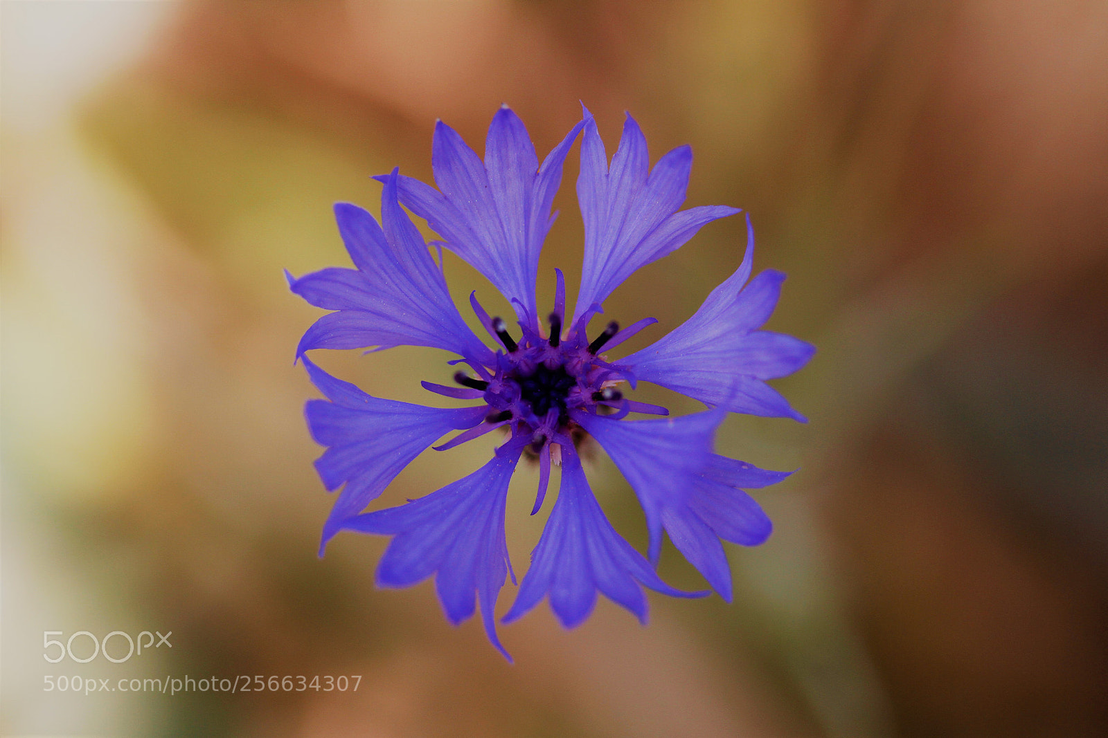 Canon EOS 7D sample photo. Untitled photography
