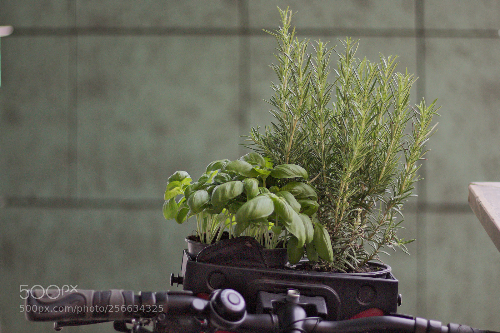 Canon EOS 700D (EOS Rebel T5i / EOS Kiss X7i) + Canon EF 50mm F1.8 STM sample photo. Basil and rosemary photography