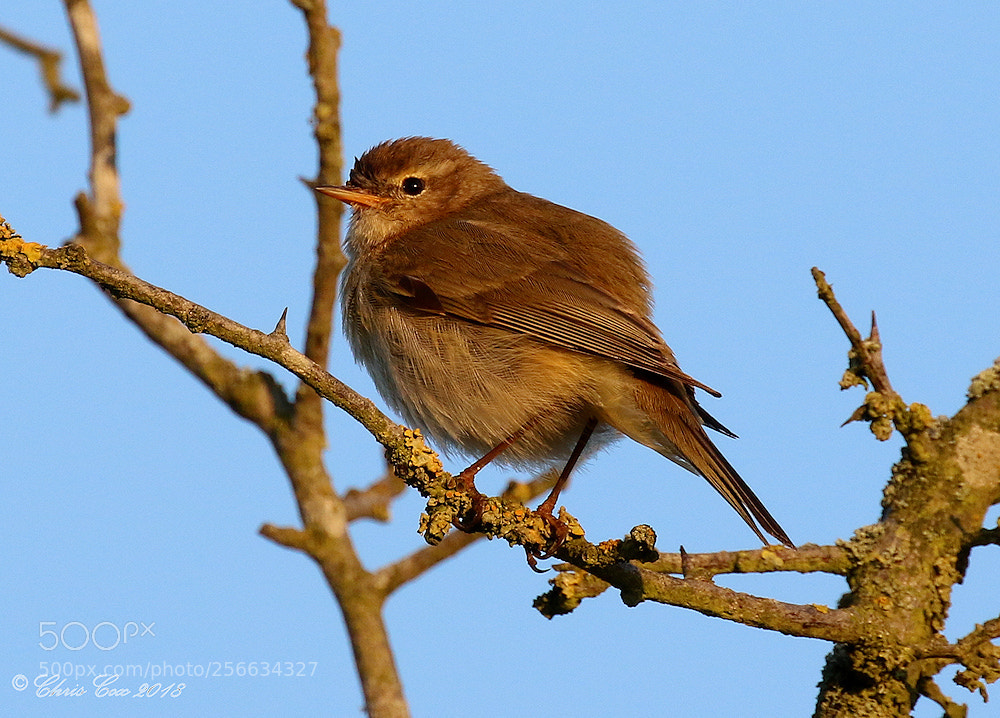 Canon EOS 7D Mark II sample photo. Chiffchaff photography