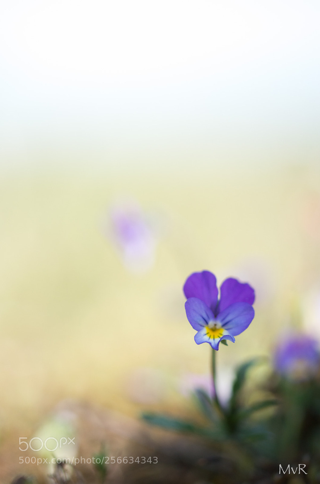 Nikon D7100 sample photo. Viola curtisii photography