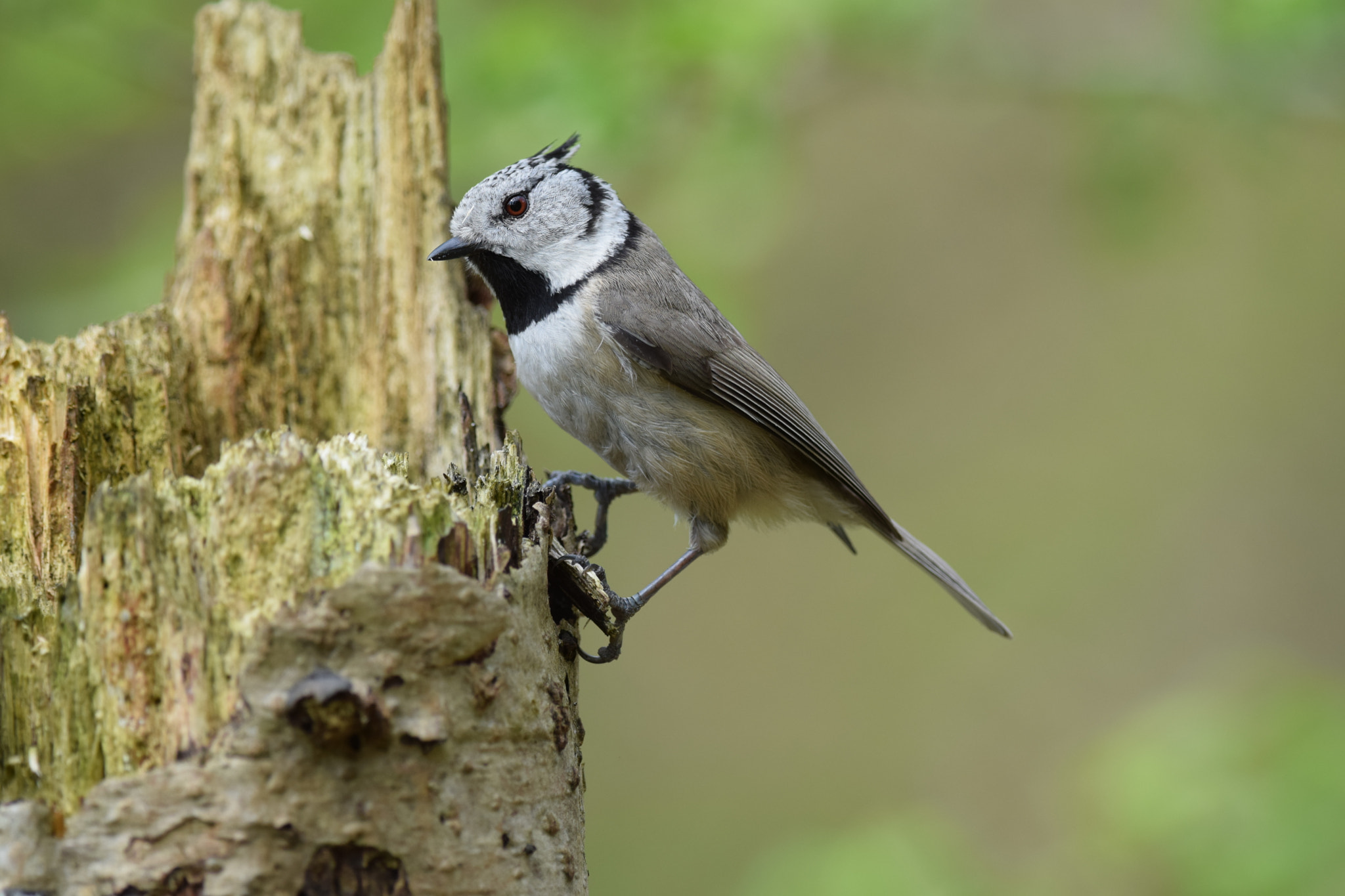 Nikon D5300 + Nikon AF-S Nikkor 300mm F4D ED-IF sample photo. European crested. (lophophanes cristatus) photography