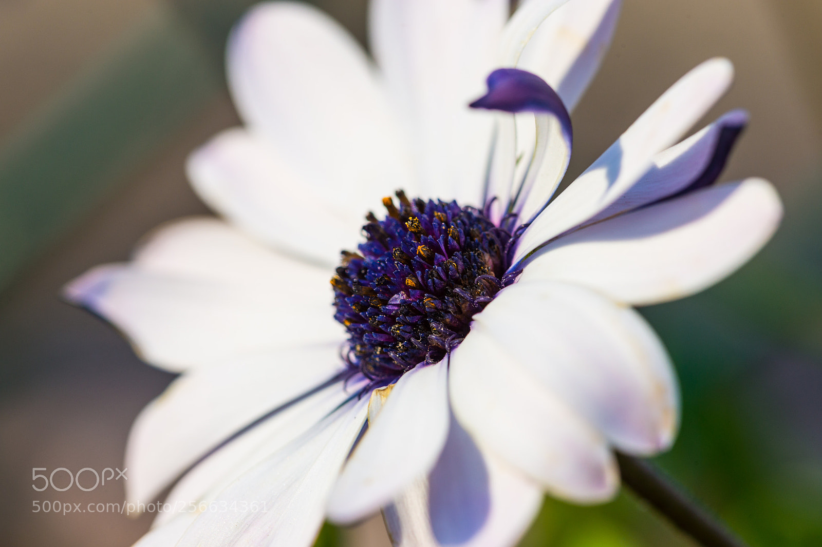Canon EOS 6D sample photo. Daisy photography