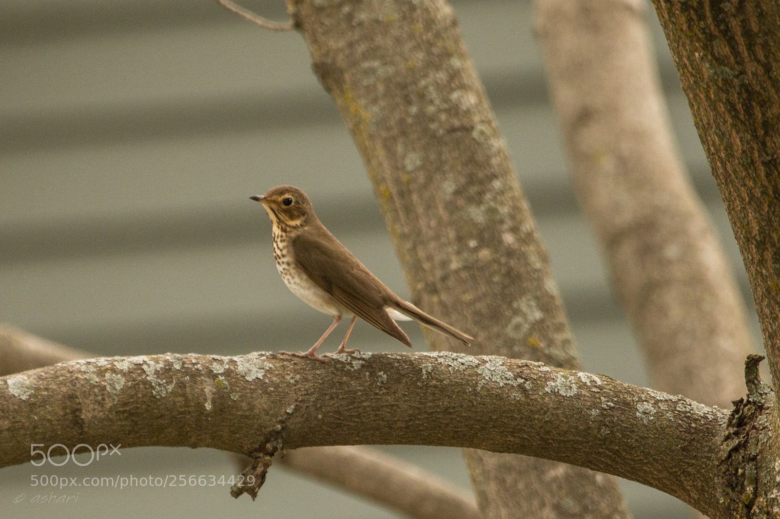 Canon EOS 70D sample photo. Swainson's thrush photography