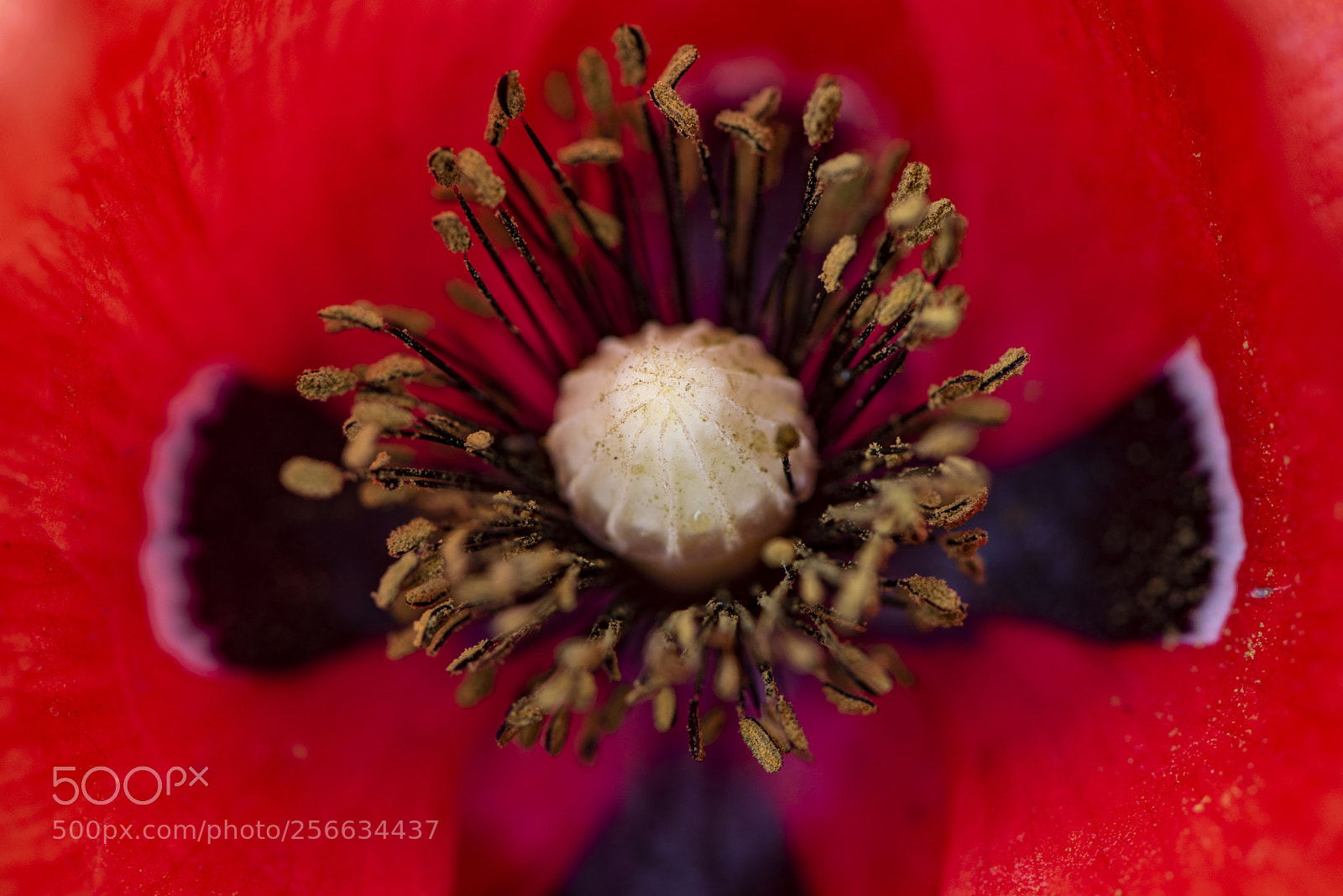 Nikon D750 sample photo. Spring 2018 vii photography