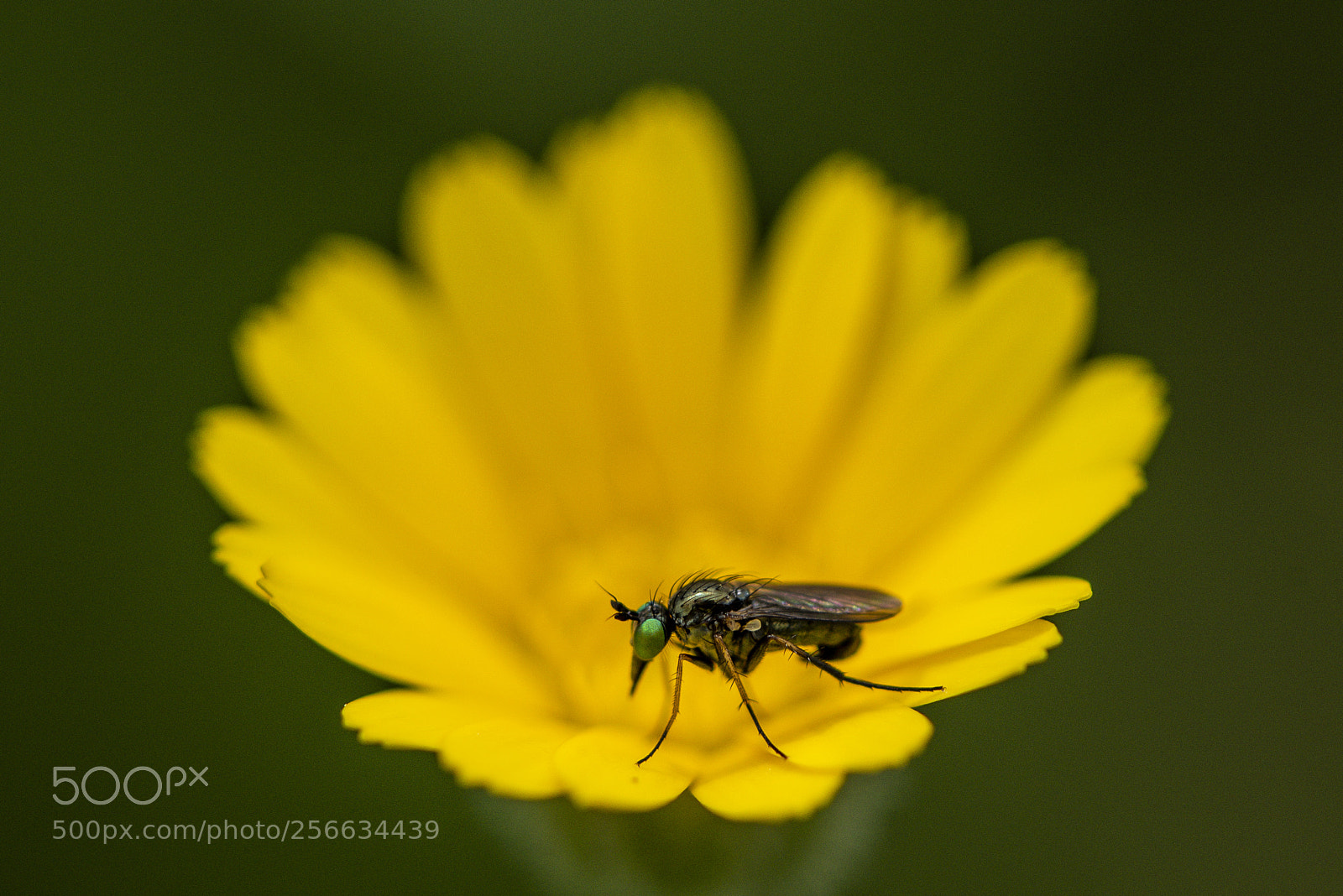 Nikon D750 sample photo. Spring 2018 x photography