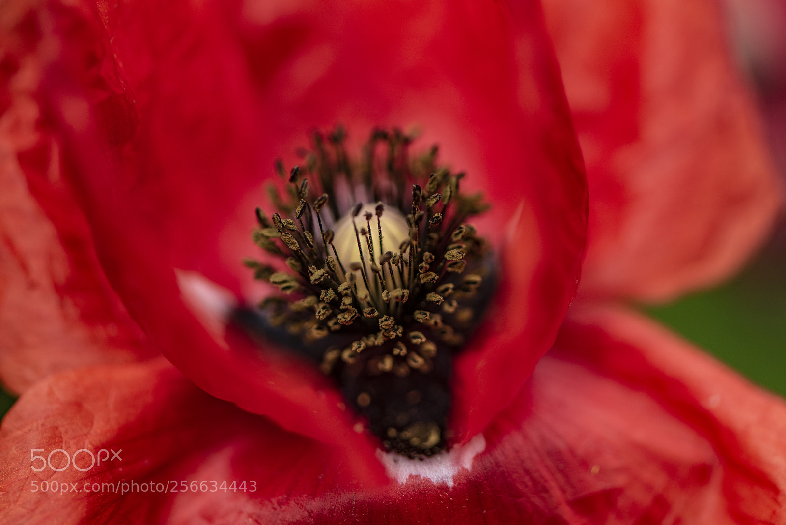 Nikon D750 sample photo. Spring 2018 ix photography