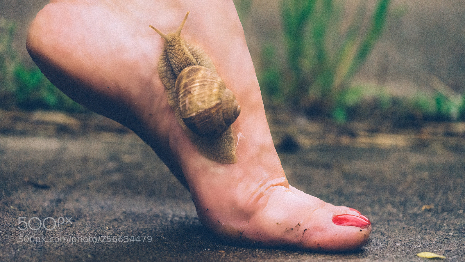 Sony a7 II sample photo. Snail photography