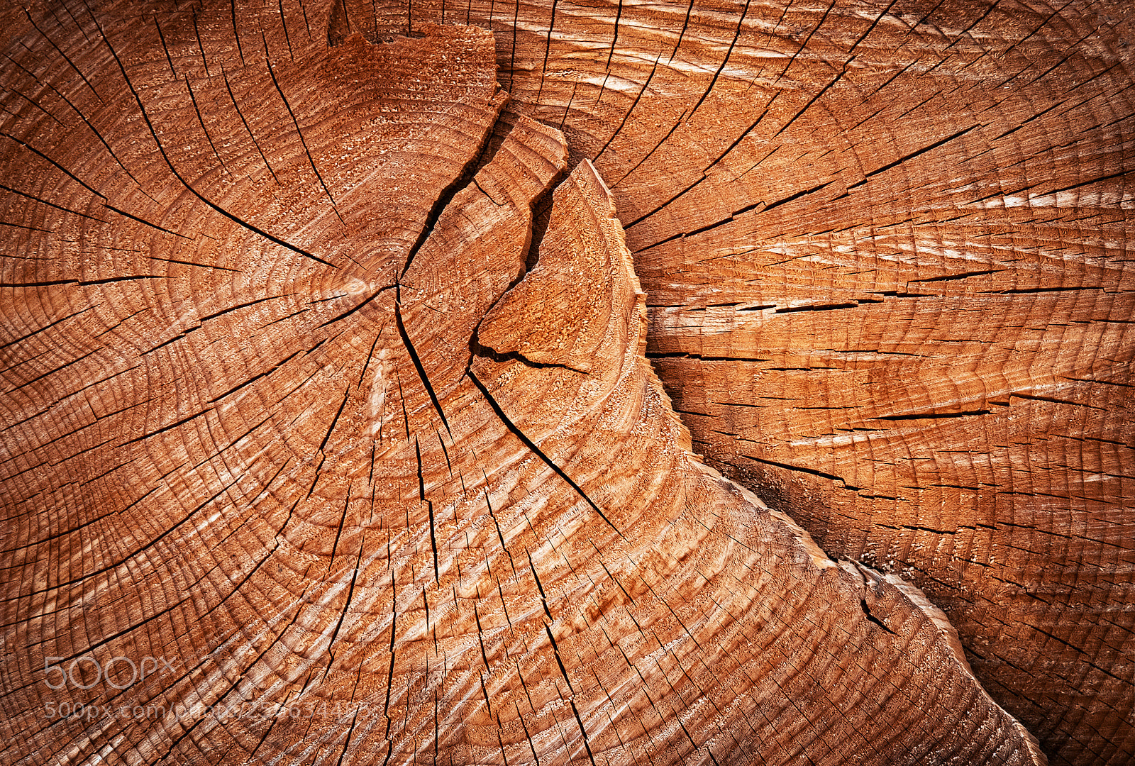Nikon D5500 sample photo. Cracks detail the annual photography