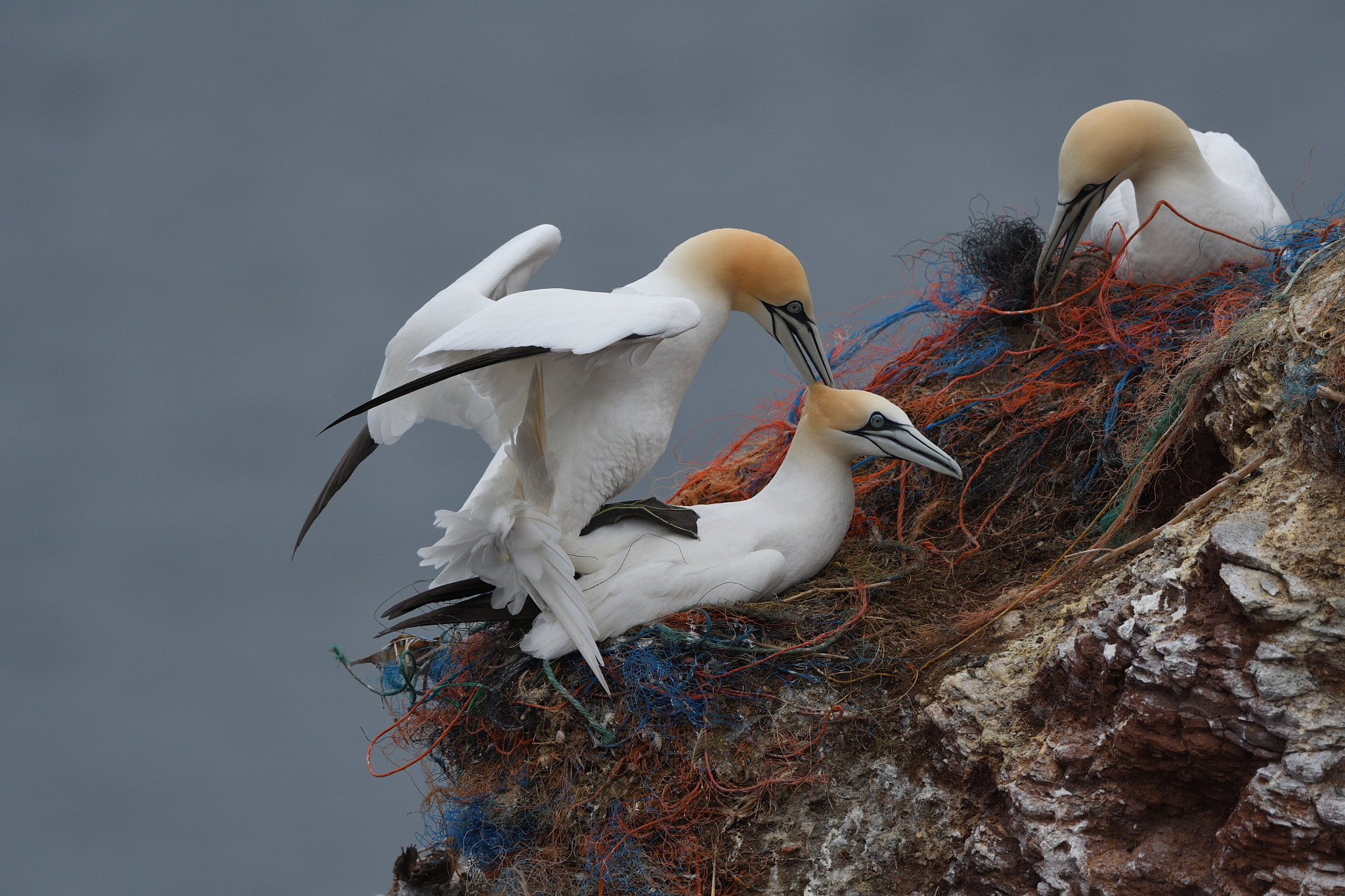 Nikon D500 + Nikon AF-S Nikkor 500mm F4G ED VR sample photo. The voyeur photography