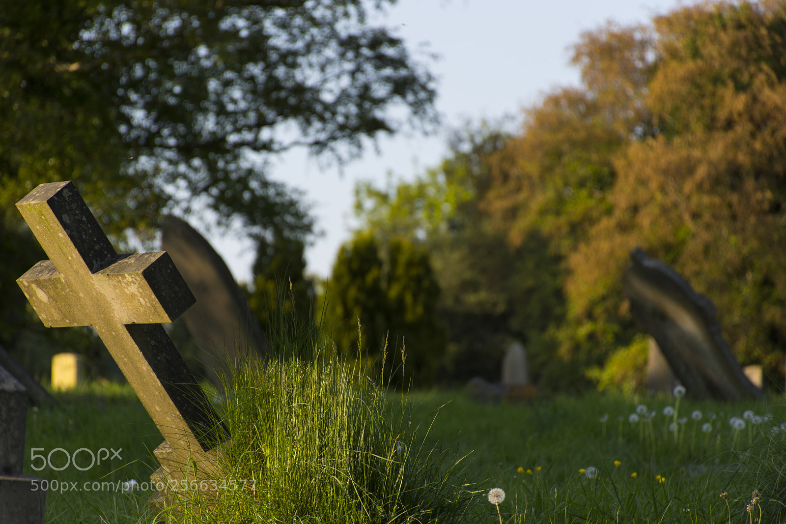 Nikon D7200 sample photo. Sleeping photography