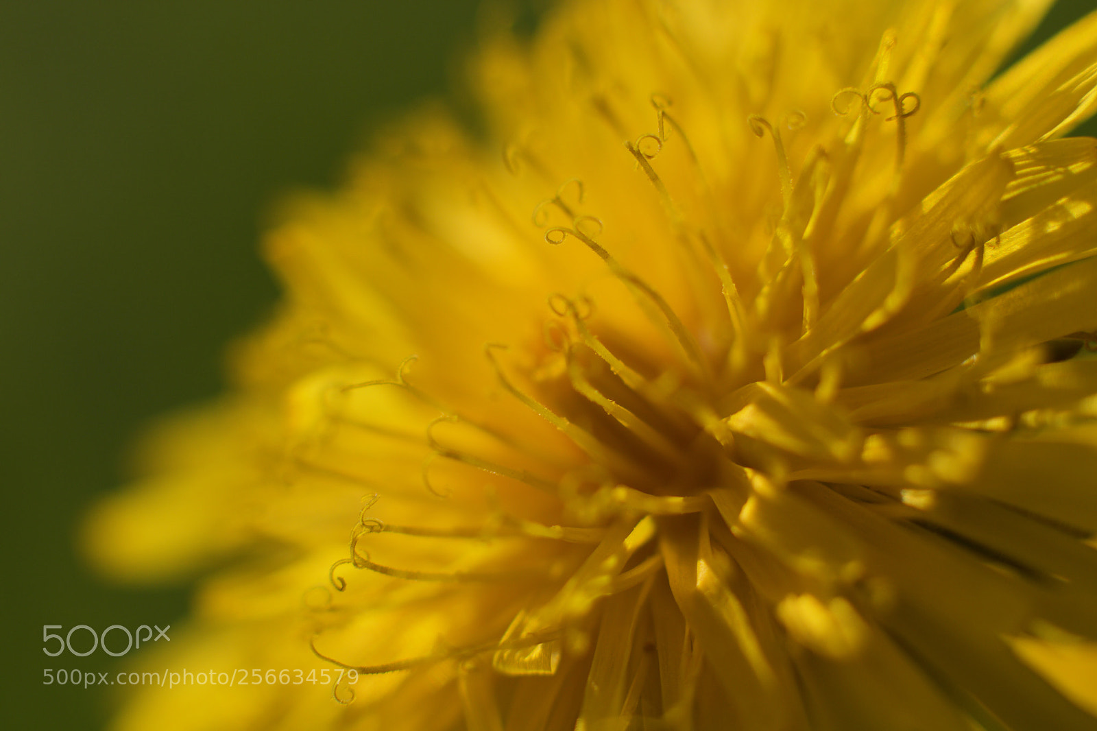 Canon EOS 750D (EOS Rebel T6i / EOS Kiss X8i) sample photo. Flower iii photography