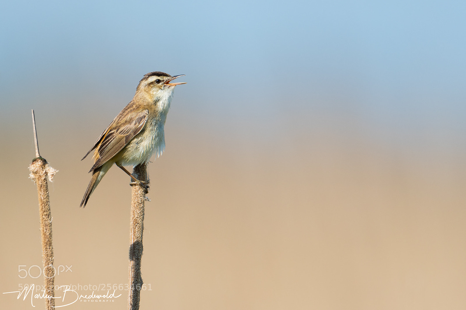 Nikon D500 sample photo. Sedge warbler - rietzanger photography