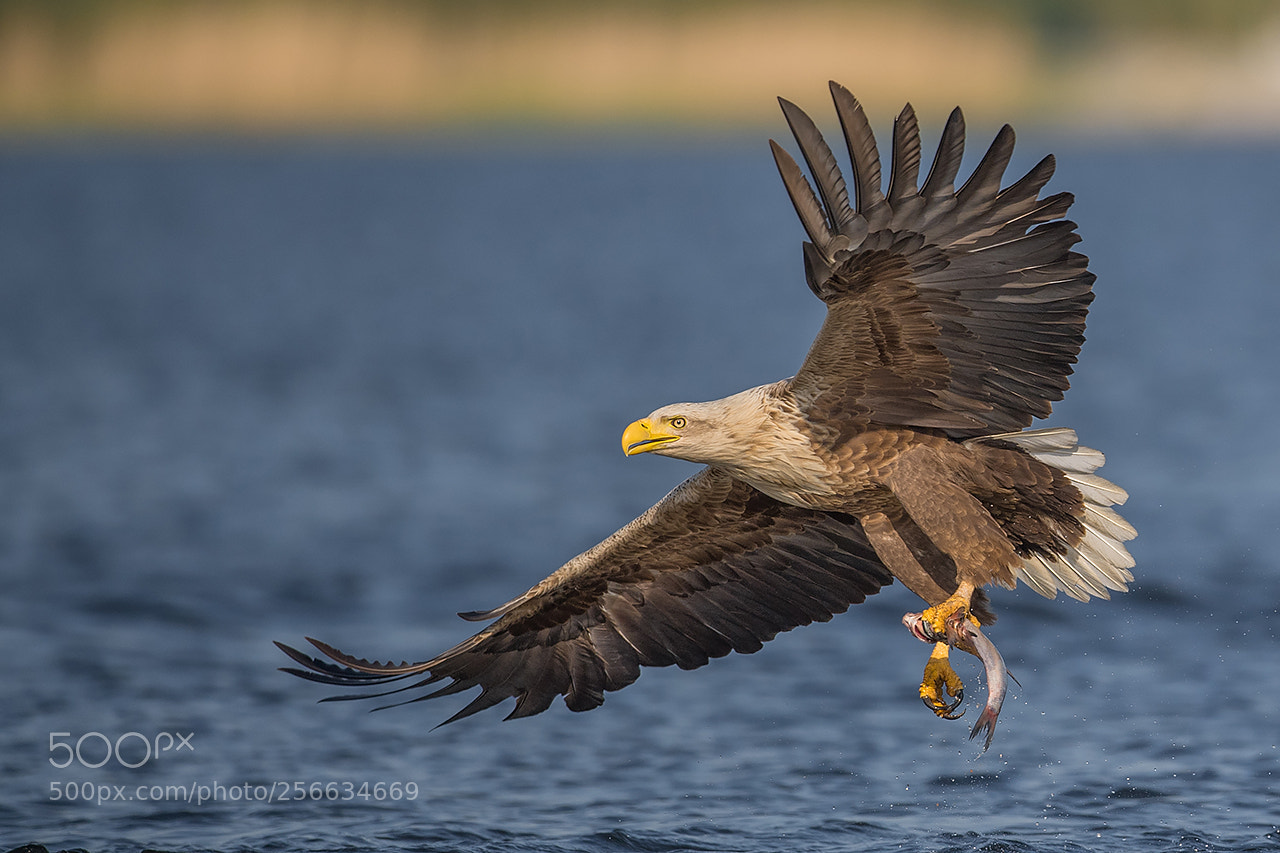 Nikon D5 sample photo. Bielik, haliaeetus albicilla, eagle photography