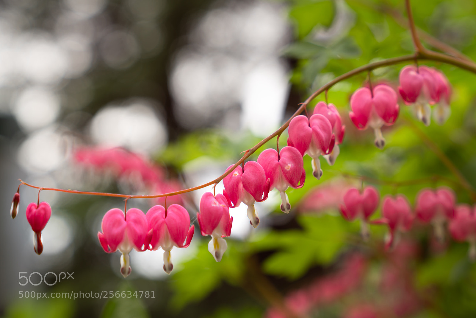 Sony a7R II sample photo. Bleeding heart photography